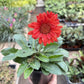 Gerbera Sweet Love Red