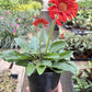 Gerbera Sweet Love Red
