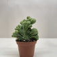 Succulent Cereus Coral Green