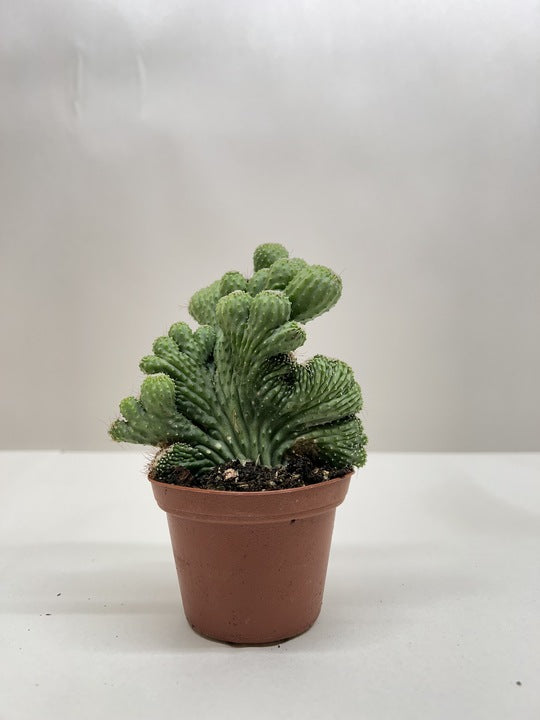green coral succulent Succulent Cereus Coral Green – The Garland Guy