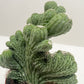 Succulent Cereus Coral Green