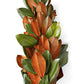 Fresh Magnolia Garland for Fall Table Centerpieces, Thanksgiving Decor, and Fall Weddings