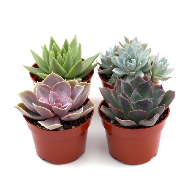 Rosette Succulent Variety Packs 4" Pots