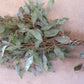 Seeded Eucalyptus Bunches
