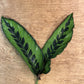 Concinna Leaf Bunches – 10 Stems of Elegant Green Foliage (12–16")