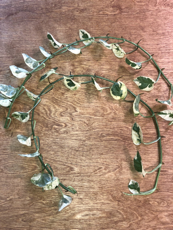 pothos garland Pothos Vine – The Garland Guy