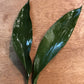 Green "A" Aspidistra Bunches