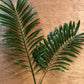 Fan Palm (Palmetto Palm) Foliage Bunches – 10 Stems (16–22")