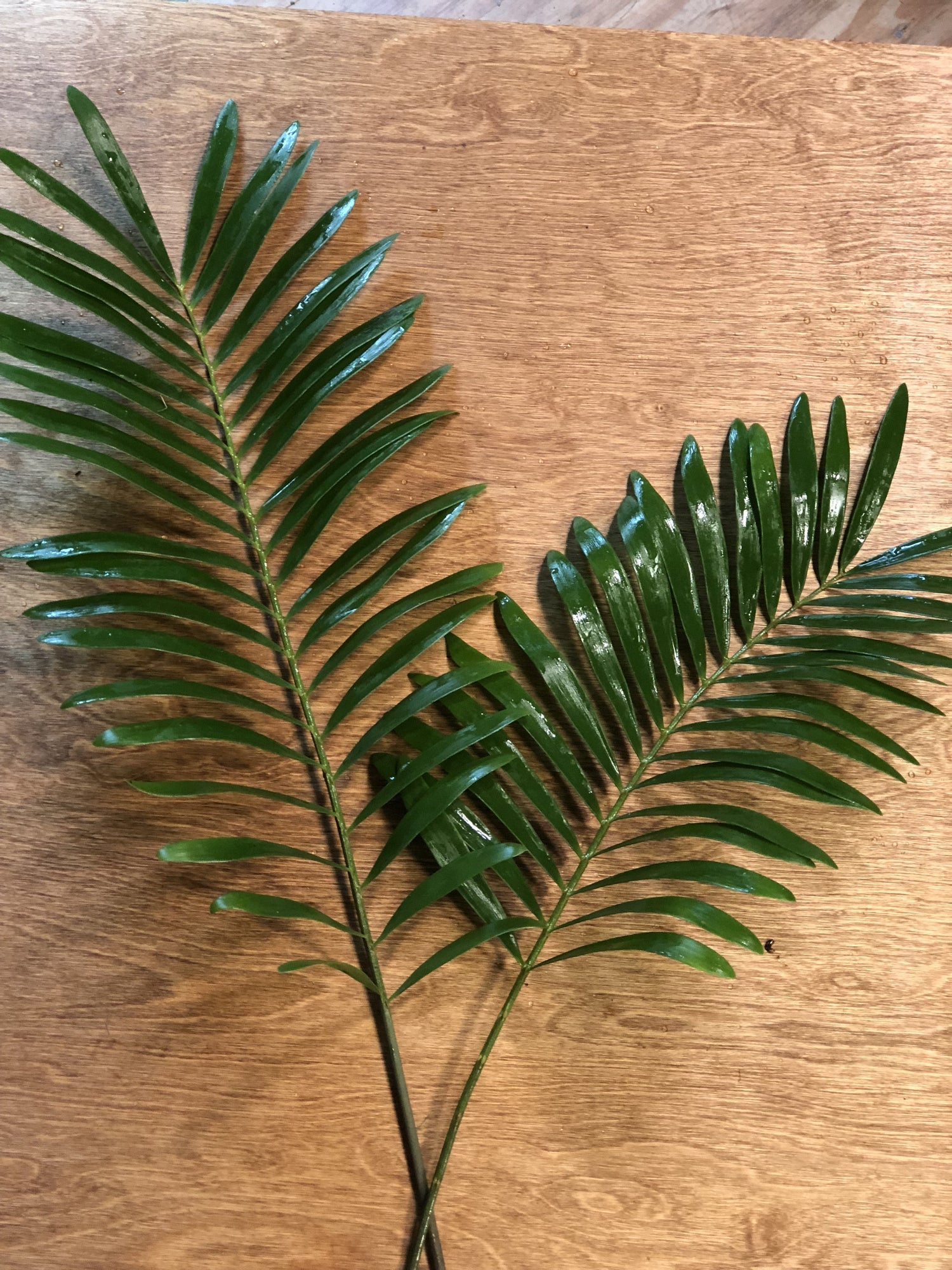 Coontie Palm Bunches