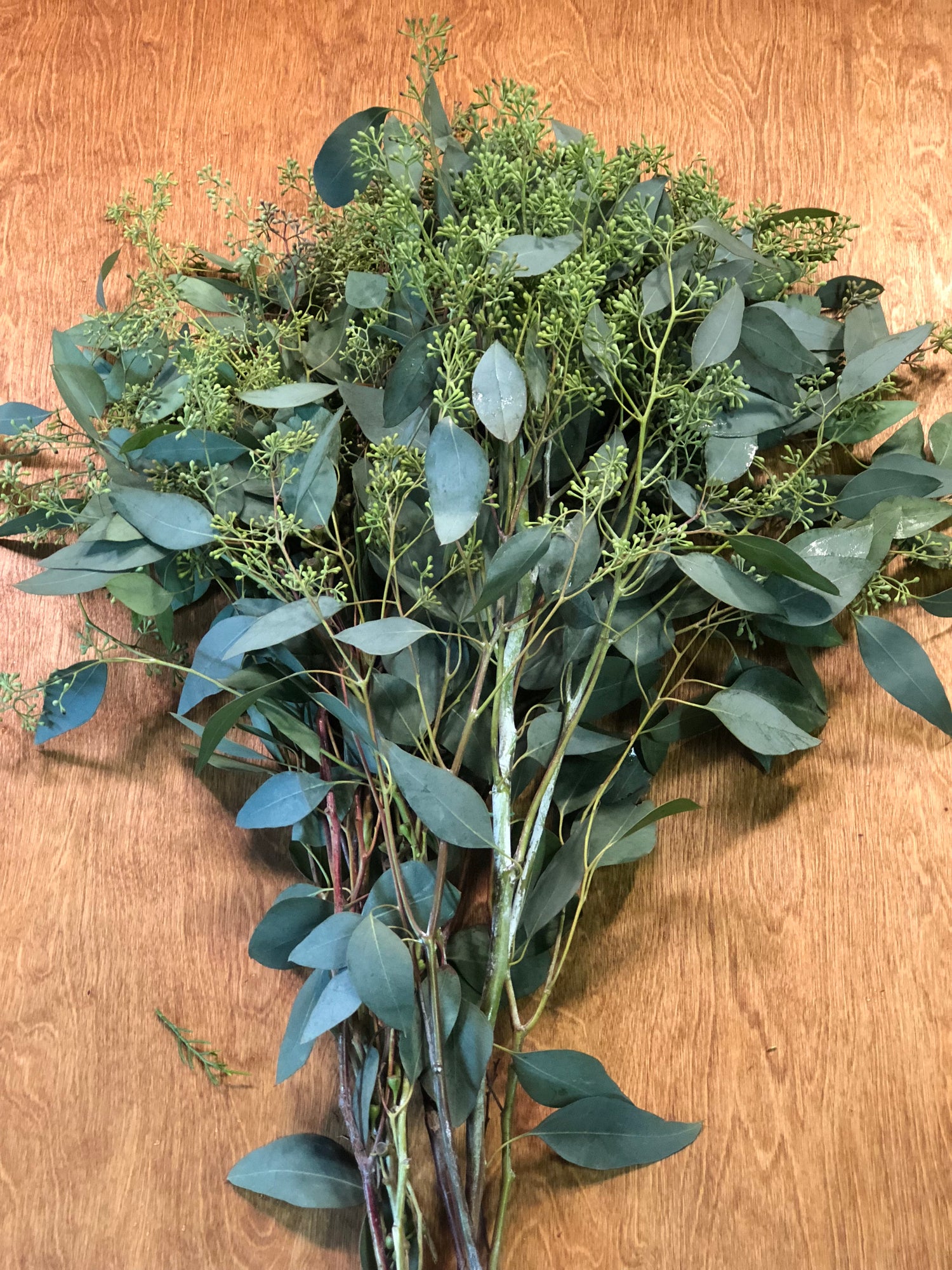 Seeded Eucalyptus is a Myth! — Upper Village Blooms