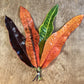 Croton Leaf Bunches – 10 Stems of Vibrant Tropical Color (8–10")