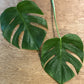 Monstera Leaf