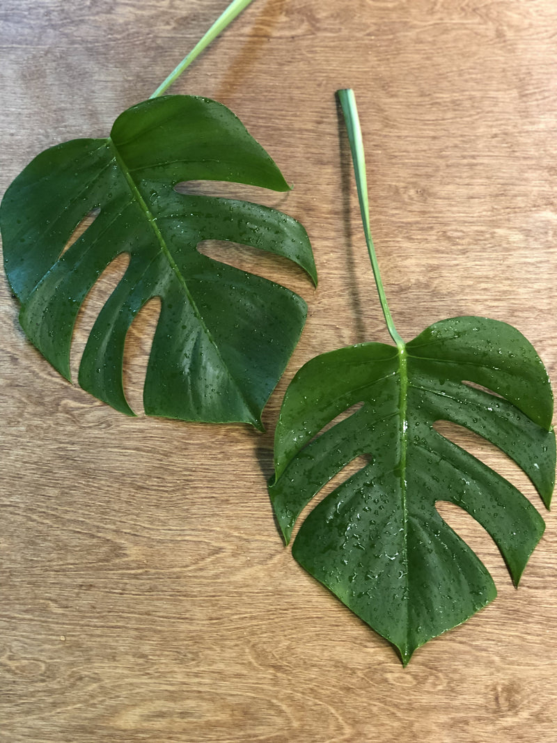 daun monstera Monstera Leaf