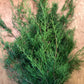 Florida Cedar Bunches