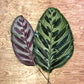Opal Leaf Bunches – 5 Stems of Striking Green & Purple Foliage (7–10")