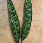 Rattle Snake Calathea Bunches