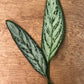 Silver Queen Leaf Bunches – Elegant Greenery for Weddings, Events & Floral Arrangements