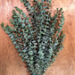 Baby Blue Eucalyptus Bunches