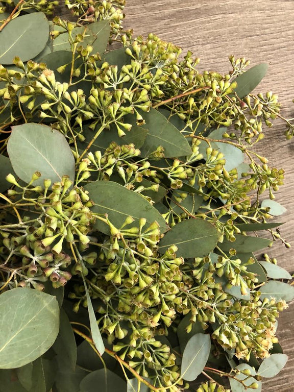 seeded eucalyptus plants for sale Seeded Eucalyptus Bunches