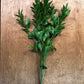 Israeli Ruscus Bunches – Long-Lasting, Hardy Greenery for Weddings & Décor