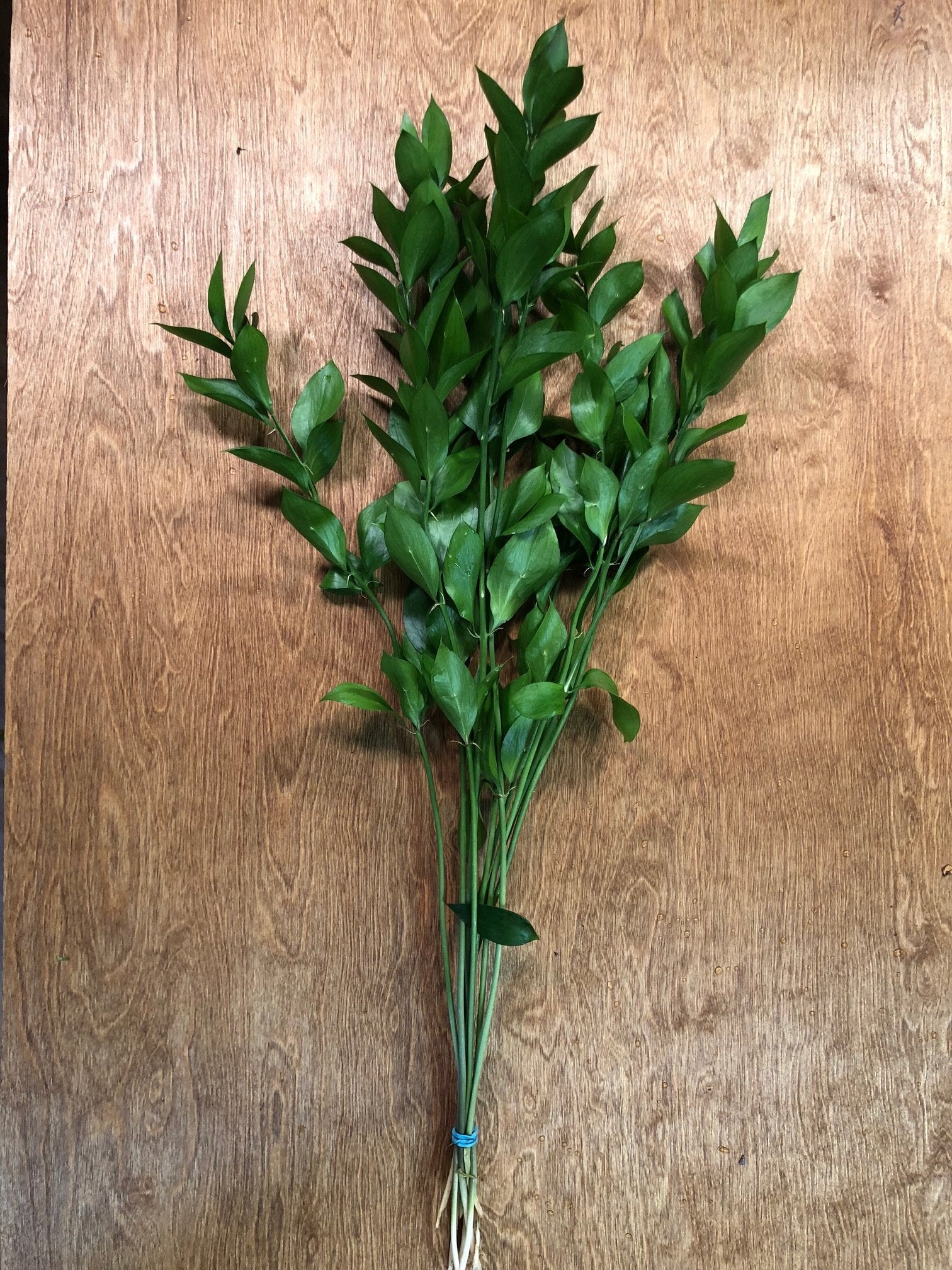 Israeli Ruscus