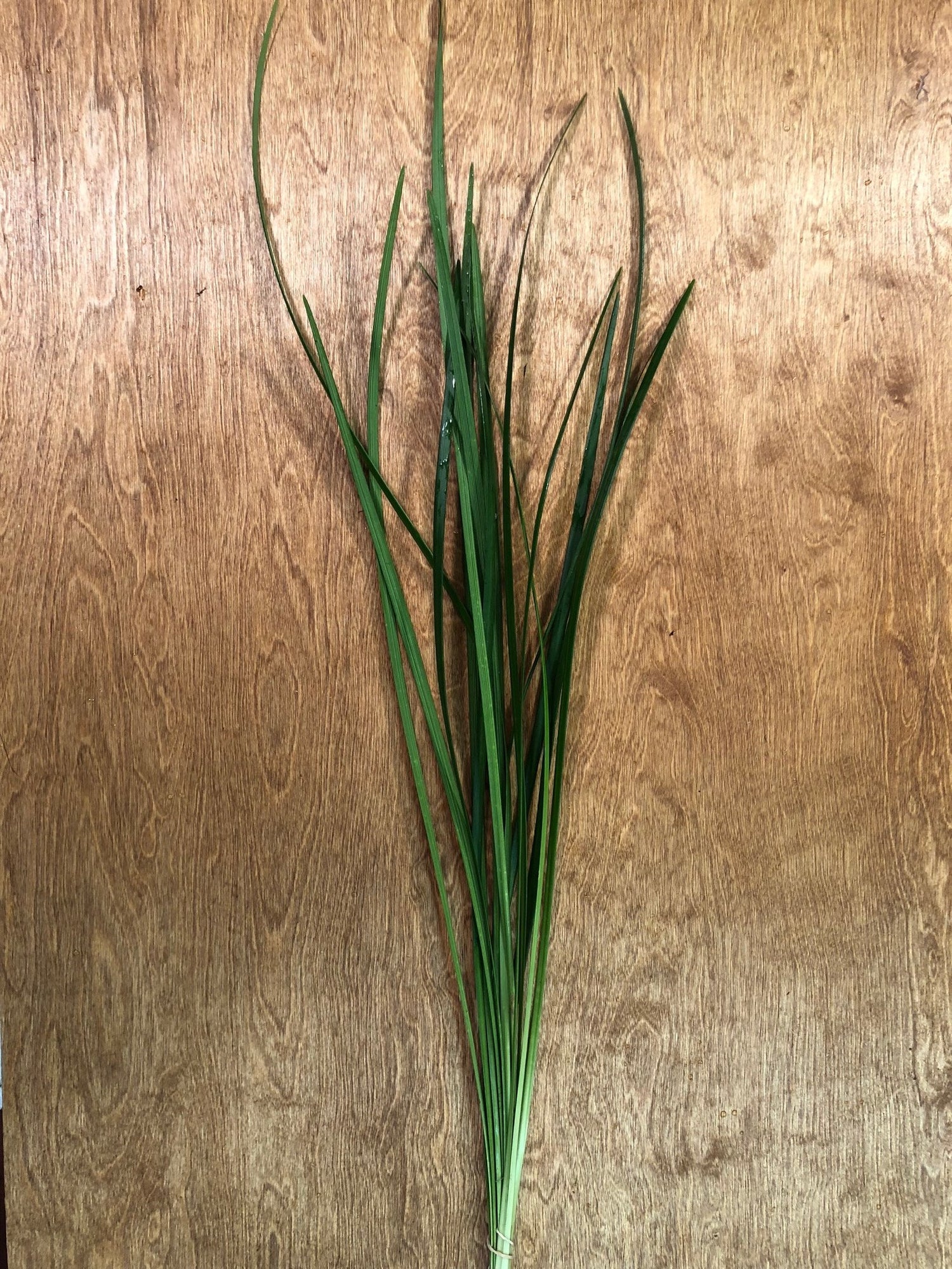 Green Ribbon (Lilly Grass) Bunches