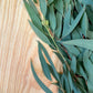 Willow Eucalyptus