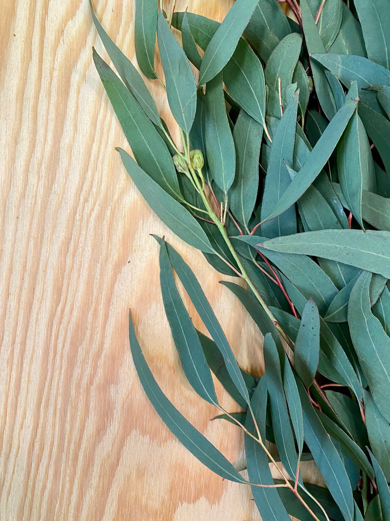 Willow Eucalyptus