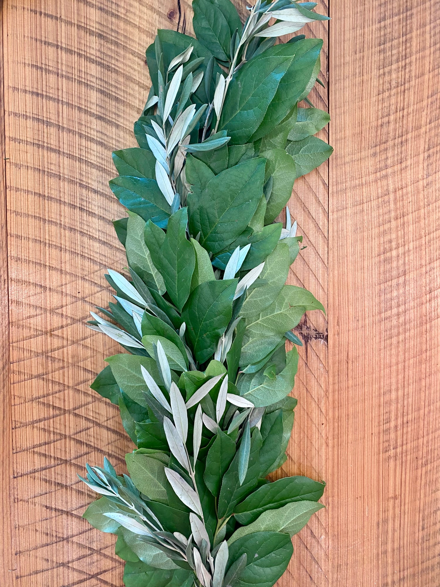 Salal and Olive Leaf