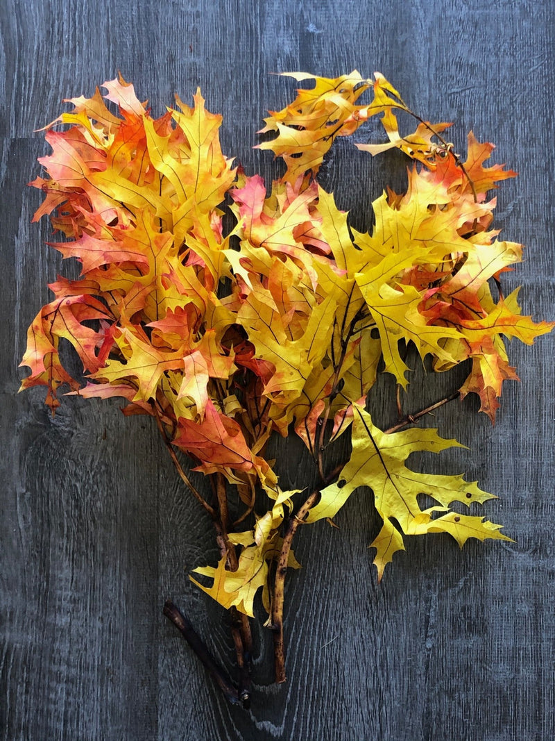Painted Oak Leaves Bunches