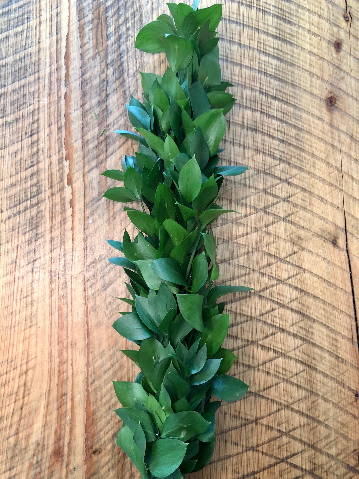 Israeli Ruscus