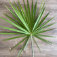 Fan Palm (Palmetto Palm) Foliage Bunches – 5 Stems (22–26")
