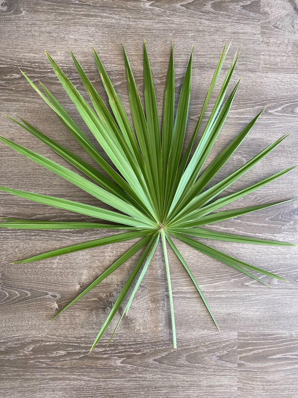palmetto palms plants Fan Palm (Palmetto Palm) Foliage Bunches – 5 Stems (22–26")