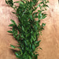 Large, 200 gram, Italian Ruscus Bunches