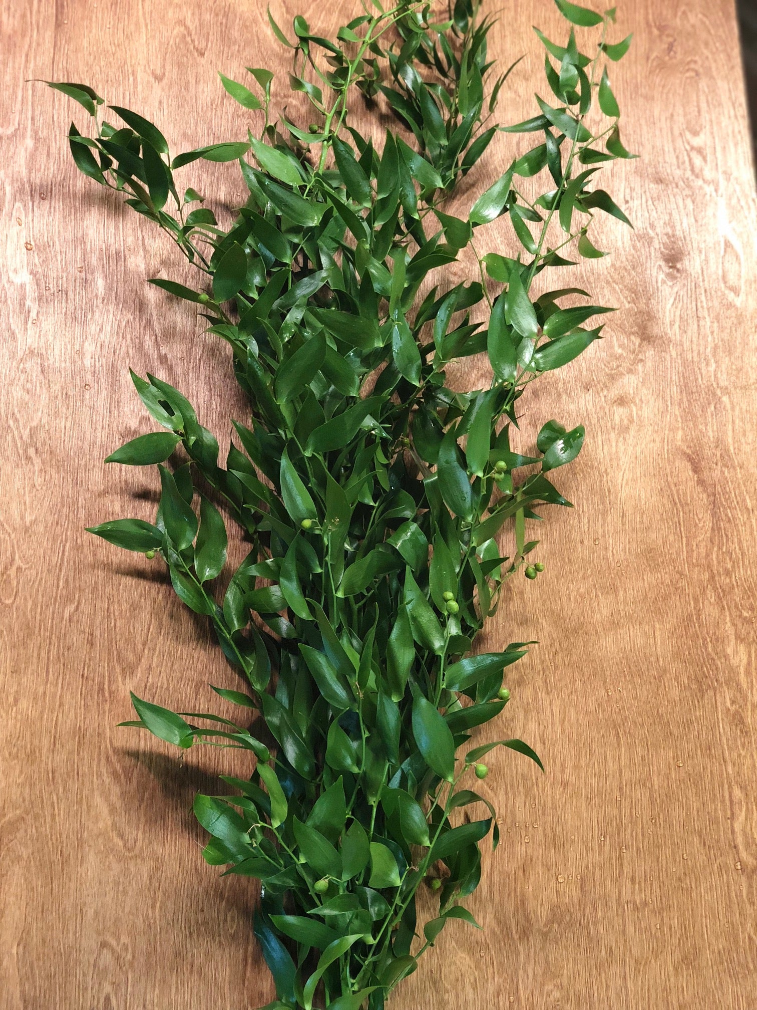 Large 200g Italian Ruscus | Fresh, Lush Greenery for Events & Decor ...