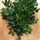 Nagi Foliage Bunches – Elegant, Hardy Greenery for Every Occasion 🌿- Top Seller