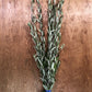 Olive Leaf Bunches