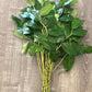 Salal Tips (Lemon Leaf)