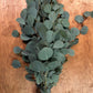 Silver Dollar Eucalyptus Bunches