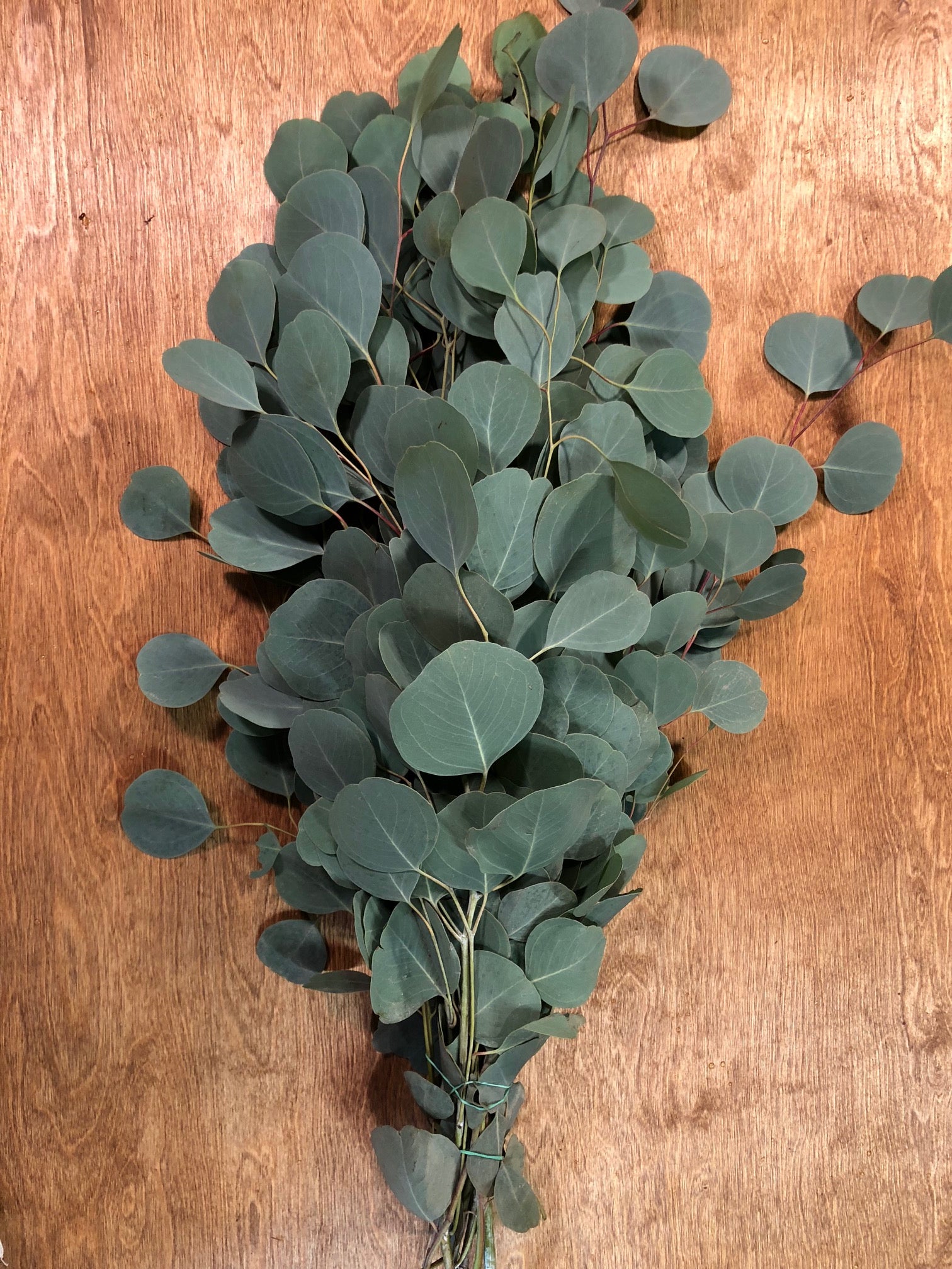 Silver Dollar Eucalyptus Silver dollar eucalyptus