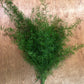 Springeri Fern Foliage — 25 Stems (24-28 Inches)