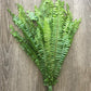 Sword Fern Bunches